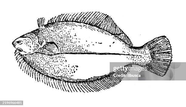 american flatfish, winter flounder, pseudopleuronectes americanus - flounder stock illustrations