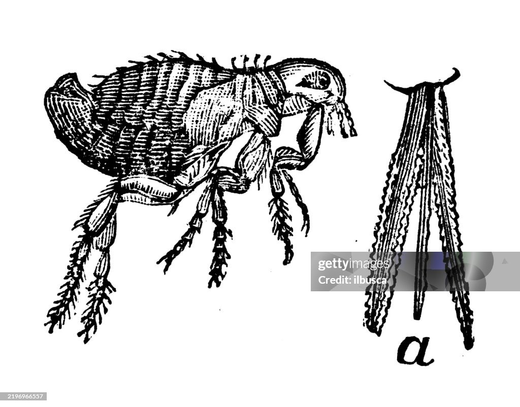 Flea, Pulex irritans