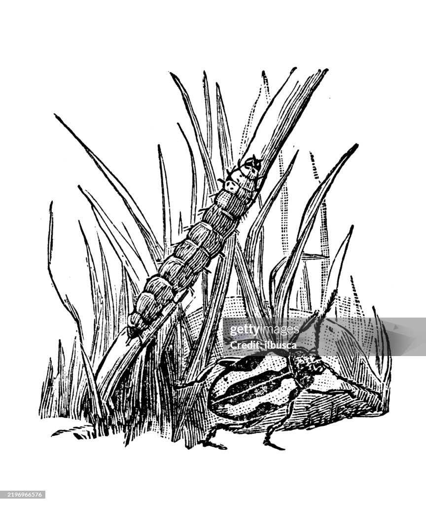 Flea Beetle, Phyllotreta vittata