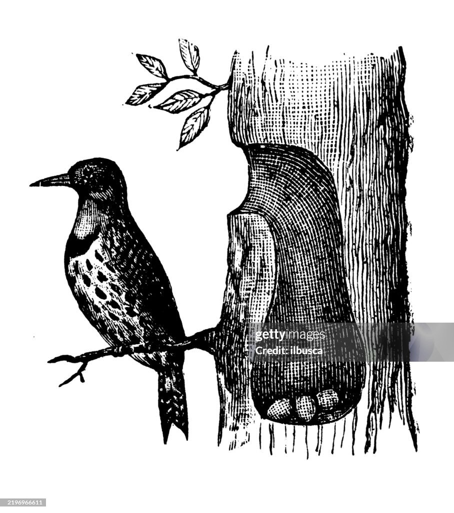 Flicker, Colaptes auratus