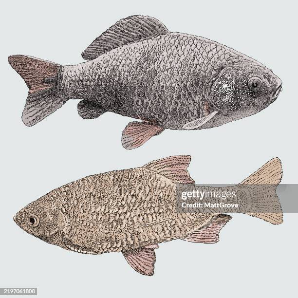 roach and rudd fish - carp stock illustrations