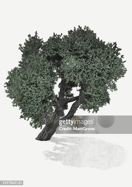euphorbia lactea cactus tree - cactus garden stock illustrations