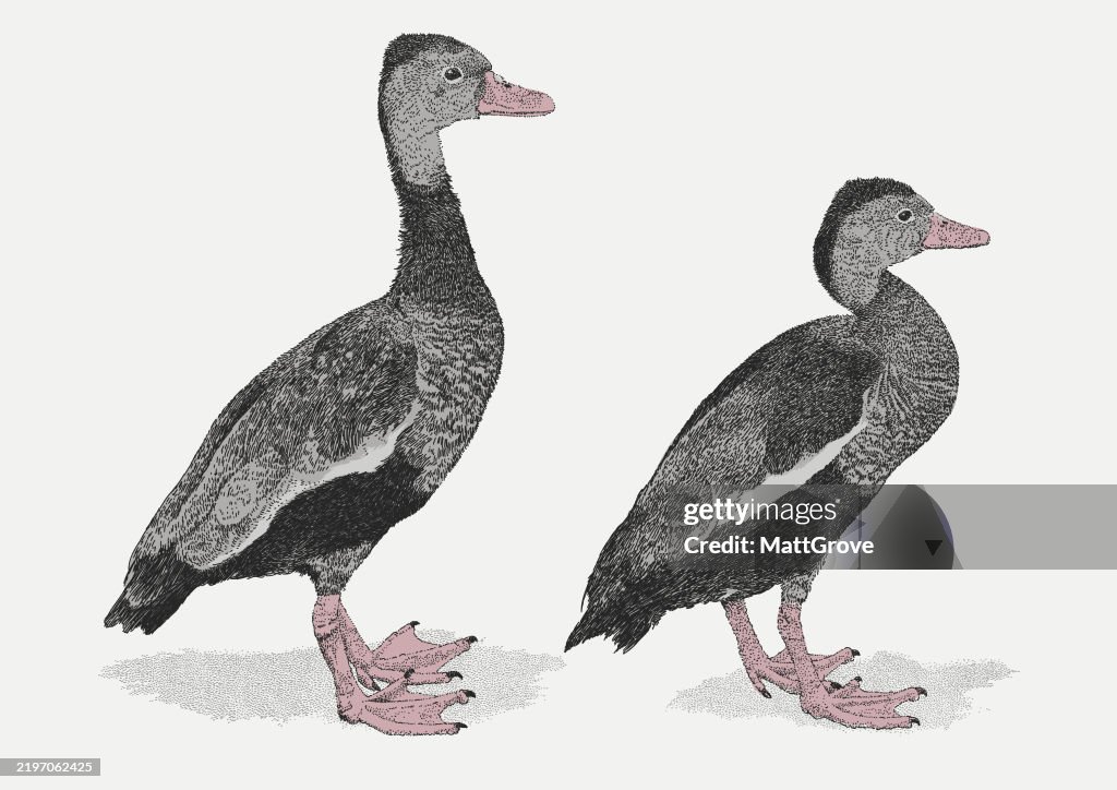 Black-bellied Whistling Ducks