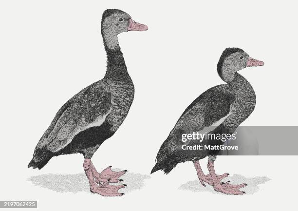 black-bellied whistling ducks - black bellied whistling duck stock illustrations