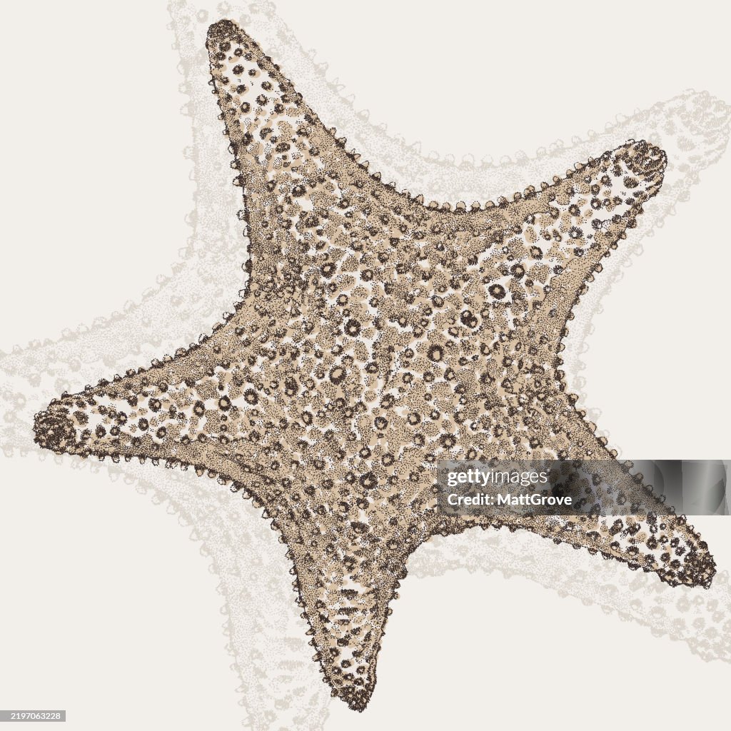 Red Cushion Sea Starfish
