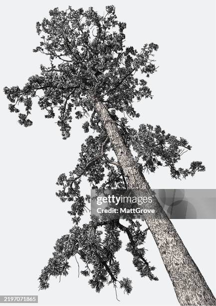 giant conifer pine tree - large tree stock illustrations