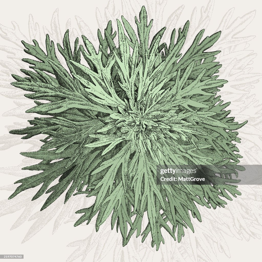Mugwort Artemisia Wormwood Sage