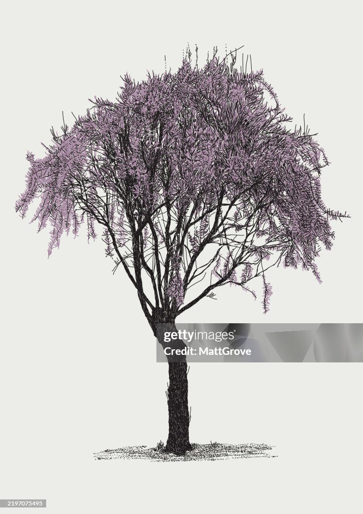 Weeping Redbud Tree Blossom