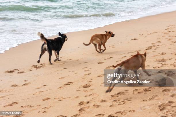dogs at the beach in khao lak, thailand - three animals stock pictures, royalty-free photos & images