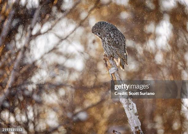 sunset sparkles - floresta de boreal imagens e fotografias de stock