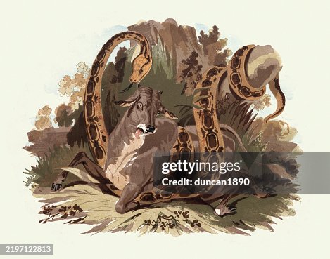 Reticulated python snake, Malayopython reticulatus, Attacking a cow, Wildlife, Woodcut print, 19th Century Vintage illustration Reticulated python snake, Malayopython reticulatus, Attacking a cow, Wildlife, Woodcut print, 19th Century Vintage illustration