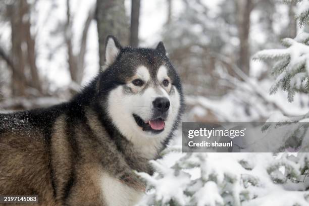 alaskan malamute - alaskische cultuur stockfoto's en -beelden
