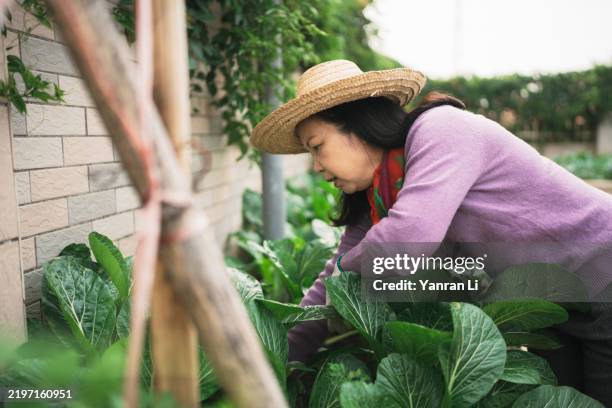 asian retired woman cultivating lush green crops in her backyard - bok choy stock pictures, royalty-free photos & images