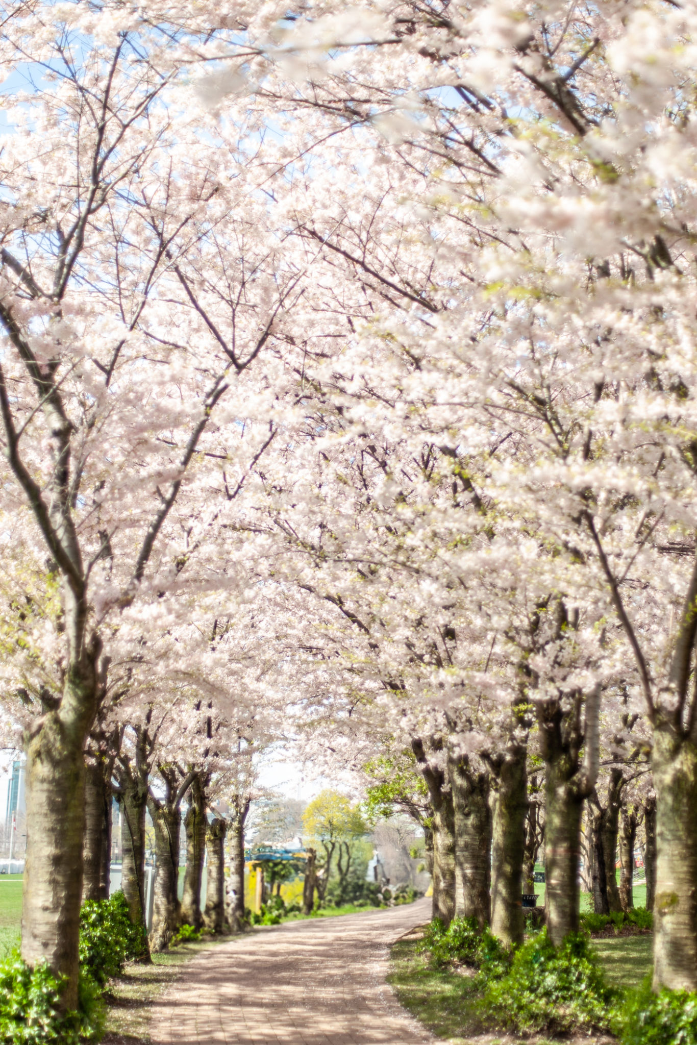 hanami meditation
