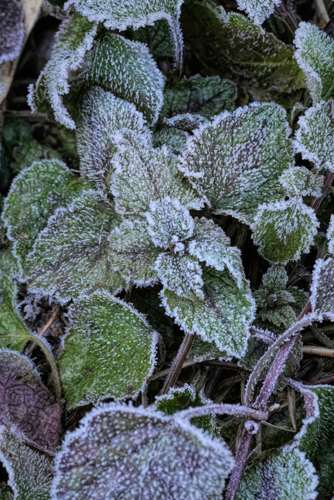 belgium winter garden