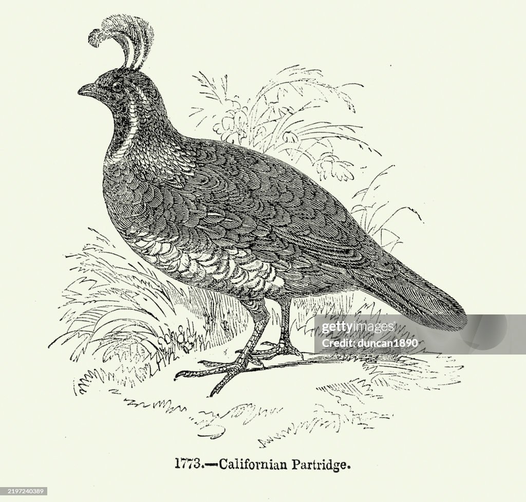 California Partridge or California quail, Callipepla californica, Wildlife, Woodcut print, 19th Century Vintage illustration
