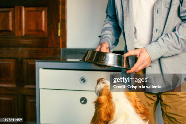 man holding empty dog bowl while brittany spaniel waits for food - dog empty bowl stock pictures, royalty-free photos & images