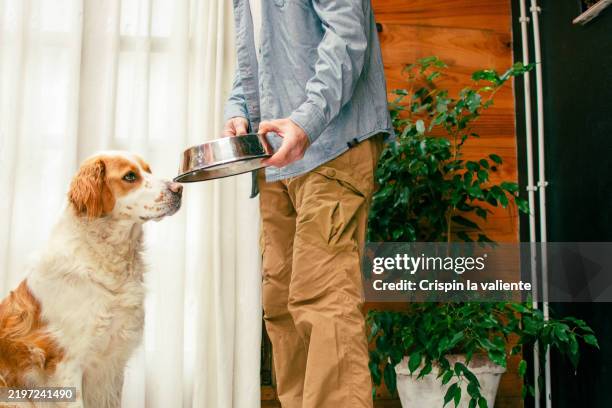 man holding bowl while feeding adorable dog at home - dog bowl stock pictures, royalty-free photos & images