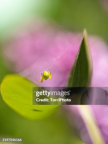 Tiny green spider on its web inside leaf Tiny green spider on its web inside leaf