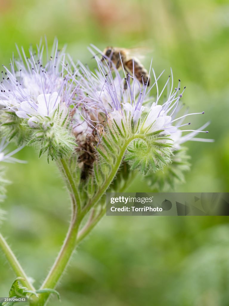 Close-up purple inflorescence of Phacelia in bloom, Single flower on blurred background