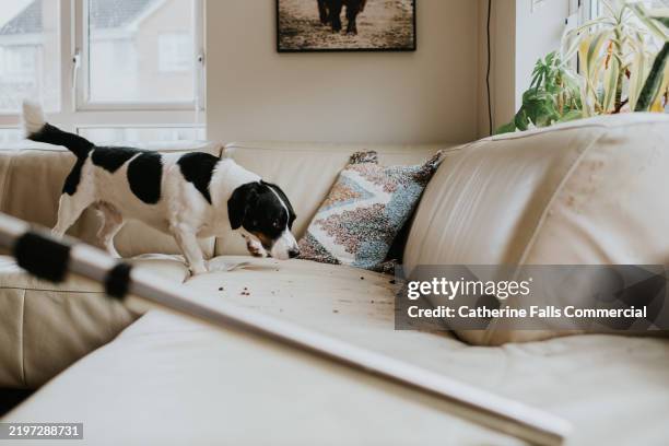 a person uses a vacuum cleaner to clean a cream leather corner sofa in a domestic room as their pet dog creates more mess walking across the furniture - prueba de tinción fotografías e imágenes de stock
