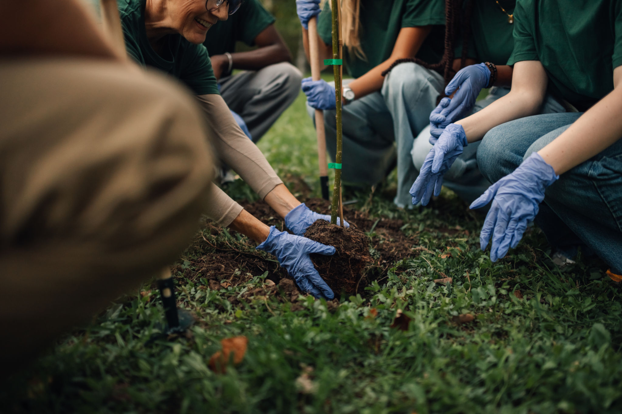 forest regeneration