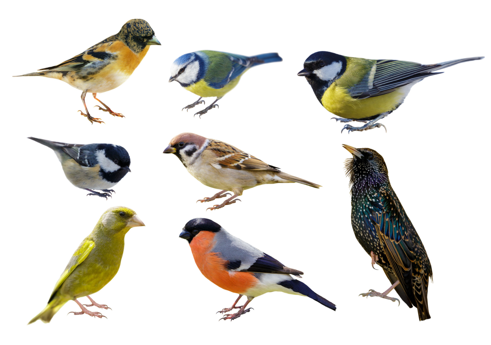 bird identification app