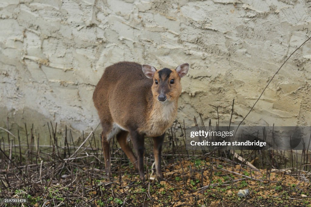 A pretty female Muntjac Deer, Muntiacus reevesi, feeding at the edge of a lake in the UK.
