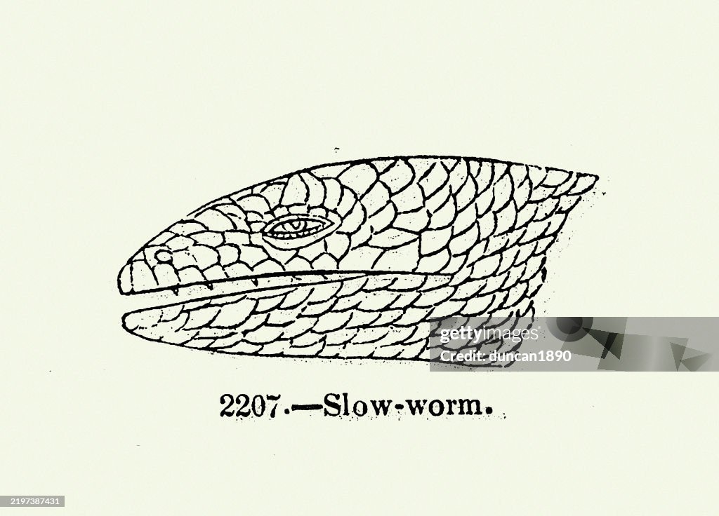 Head of a slow worm, Wildlife, Lizards, Woodcut print, 19th Century Vintage illustration