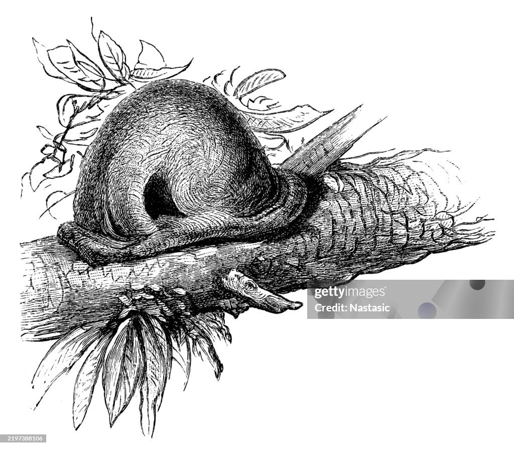 Rufous hornero or red ovenbird (Furnarius rufus) nest