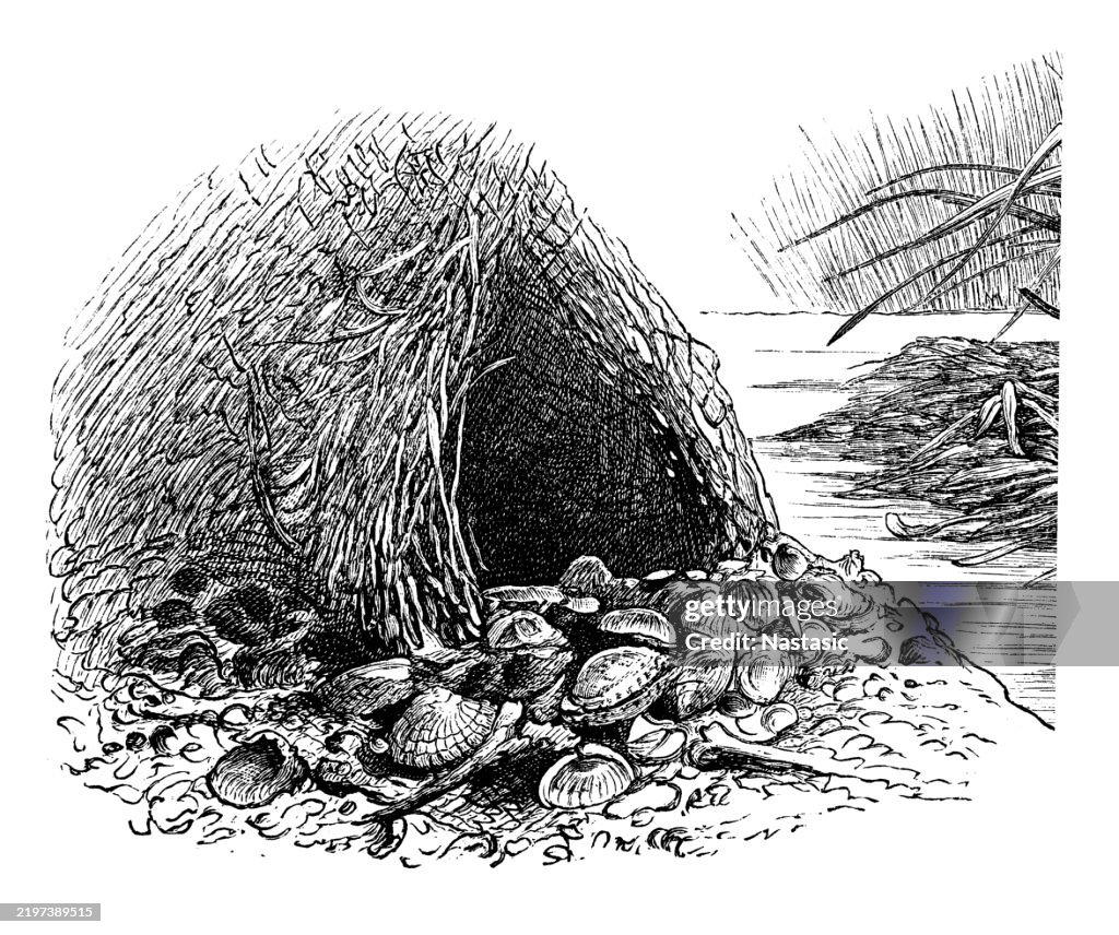 Great bowerbird (Chlamydodera maculata) nest