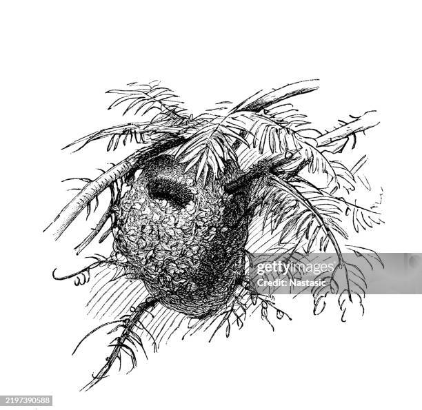 nest, goldcrest (regulus regulus) - goldcrest nest stock illustrations