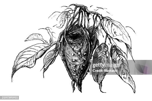 common tailorbird (orthotomus sutorius) nest - leaf pile stock illustrations