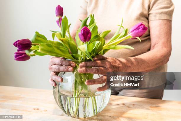 senior woman at home composing a bouquet of fresh purple tulip - arranging tulips stock pictures, royalty-free photos & images