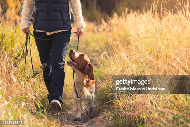a woman with her dog out walking on a trail in a meadow - spaniel stock pictures, royalty-free photos & images