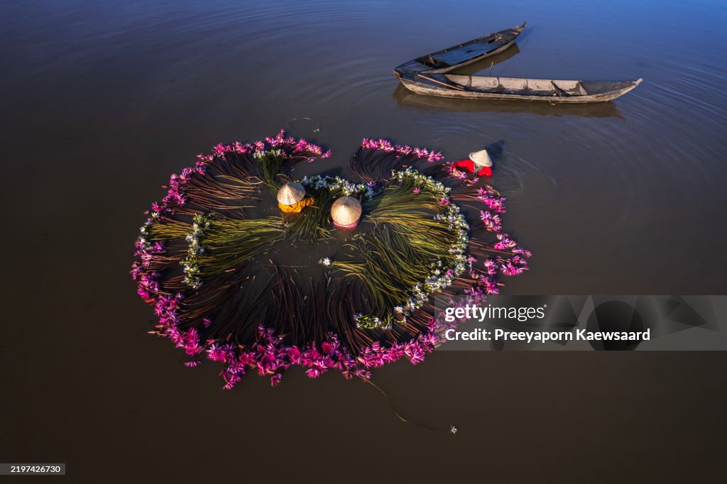 Las mujeres con vista de dron están cosechando nenúfares y lo convierten en un círculo en Moc Hoa, provincia de Long An, Vietnam.