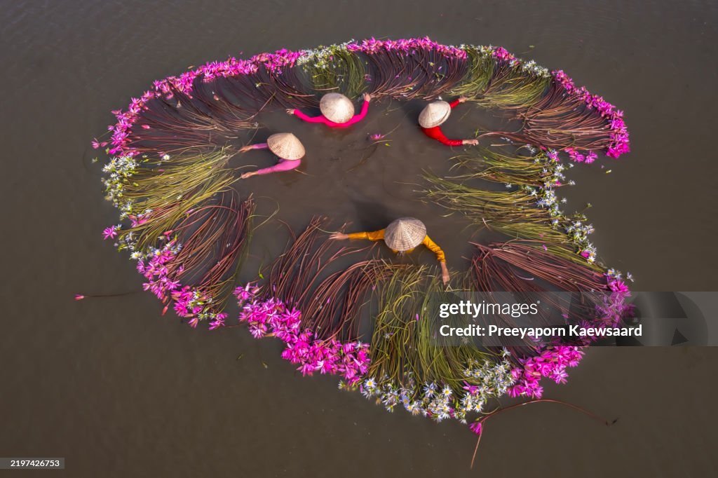 Drone view women is harvesting water lilies and make it into a circle in Moc Hoa,Long An Province,Vietnam .