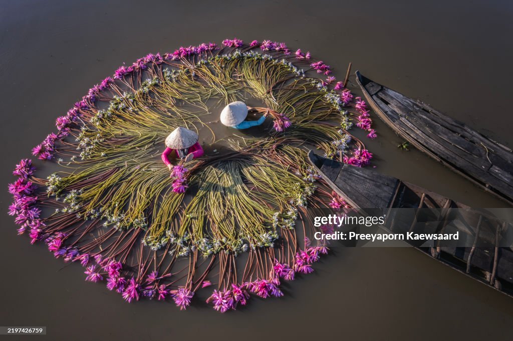 Drone view women is harvesting water lilies and make it into a circle in Moc Hoa,Long An Province,Vietnam .