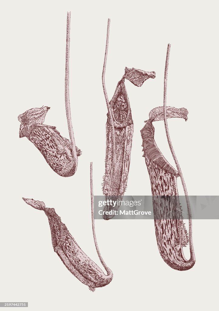 Pitcher Plant Fly Catcher Nepenthes Maxima