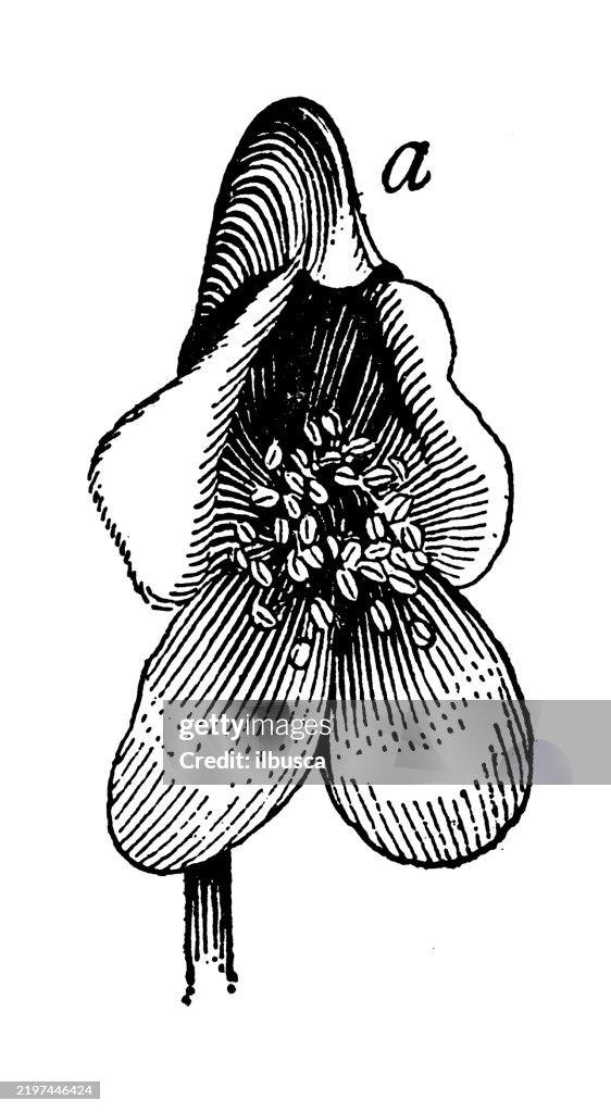 Monk's hood, Aconitum Napellus