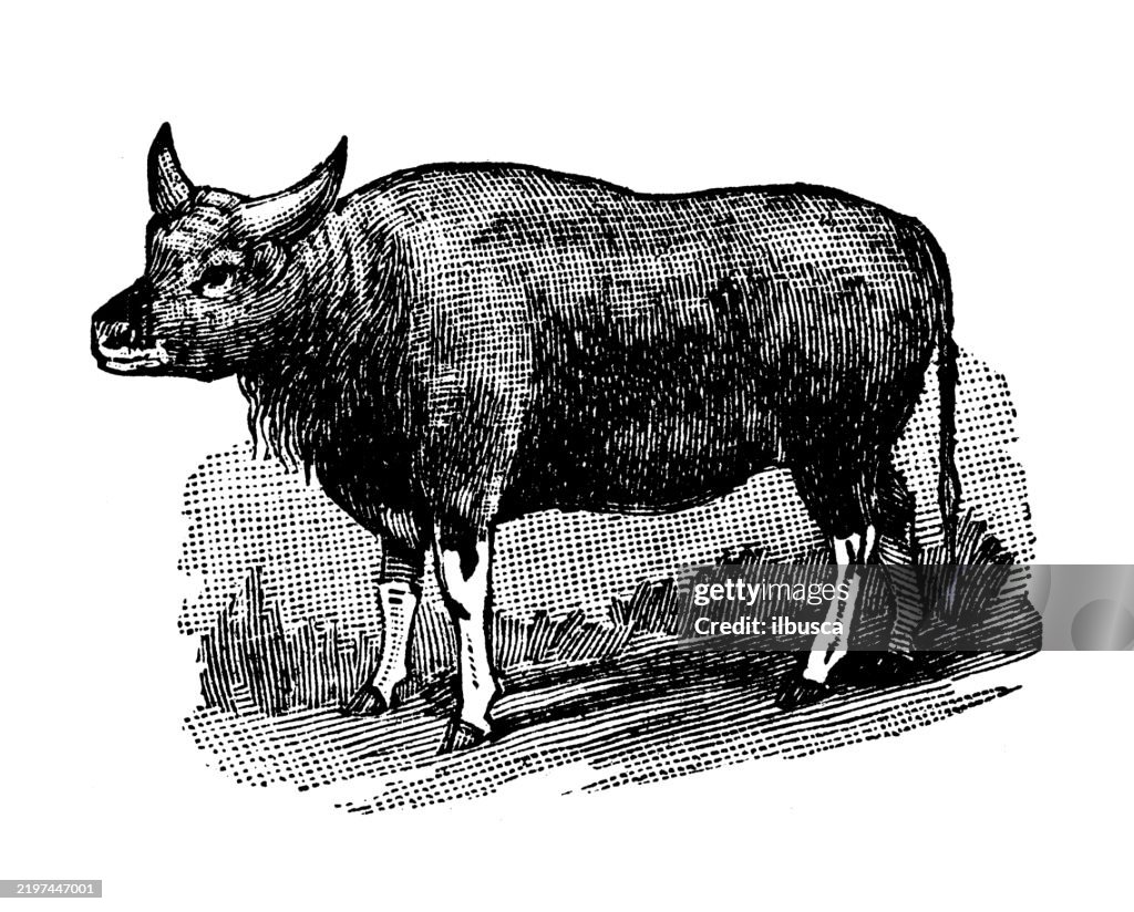 Gaur