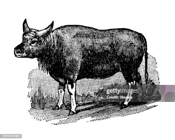gaur - beef cattle stock illustrations
