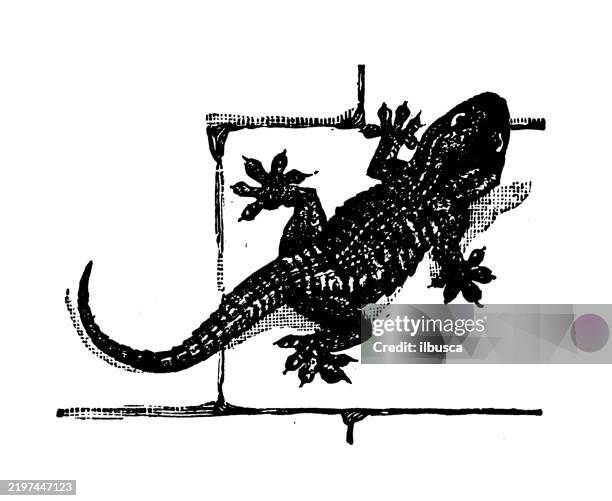 gecko, platydactylus muralis - gecko stock illustrations