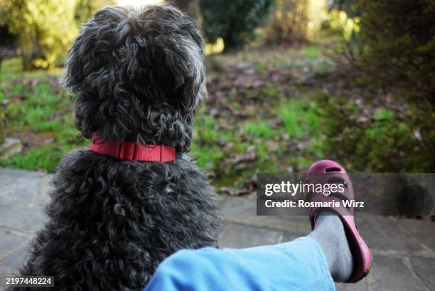 Black Russian Terrier Pants Black Russian Terrier Pants