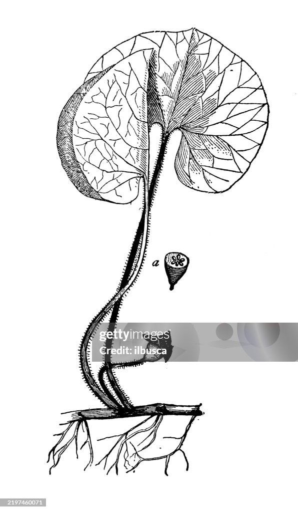 Wild Ginger, Asarum Canadense