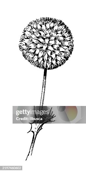 Globe Thistle Globe Thistle