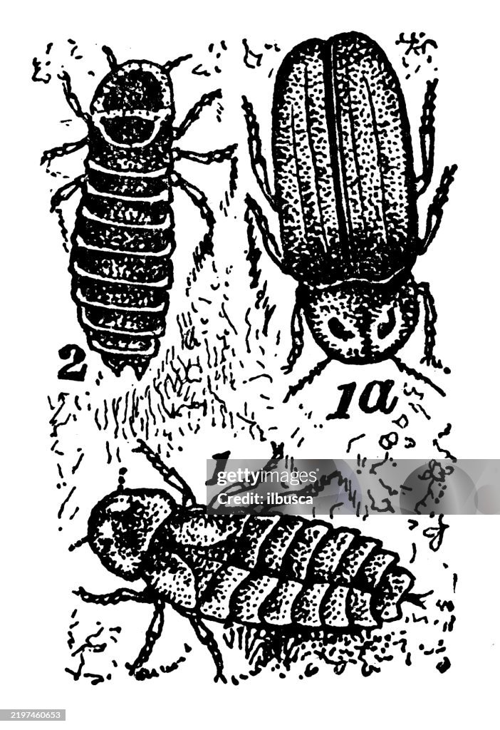 Glow worms: Lampyris splendidula, Lampyris noctiluca