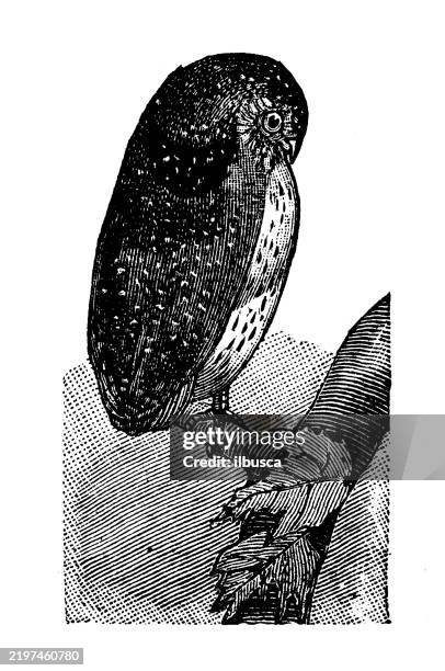 gnome owl - gnome stock illustrations