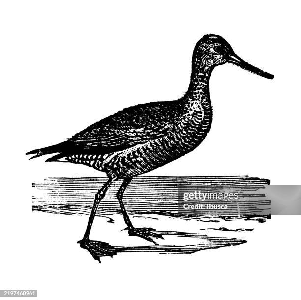 hudsonian godwit - hudsonian godwit stock illustrations