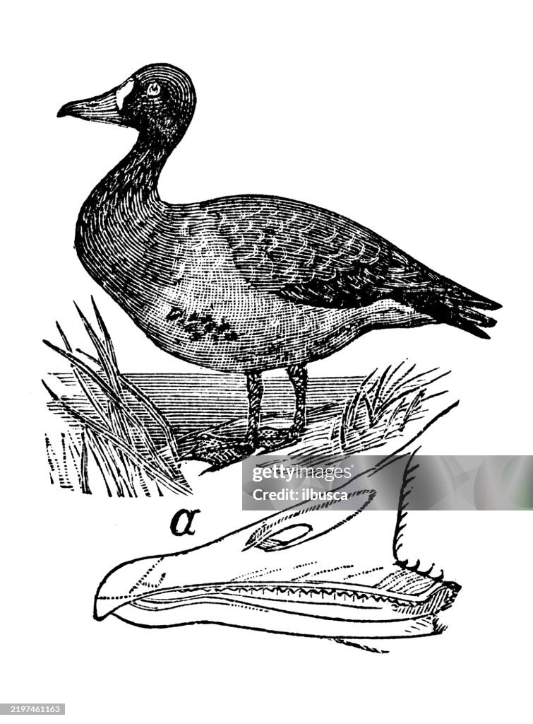White fronted goose, Anser albifrons